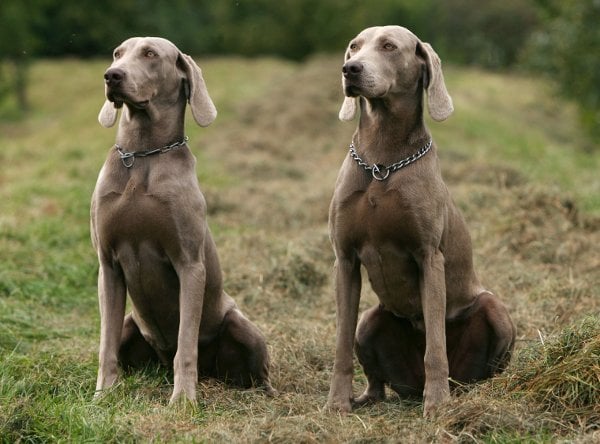 Should he have been to the eastern city of Weimar, he might have said, "Ich bin ein Weimaraner" - I'm a big grey hunting dog. Woof!Photo: DPA