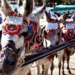 Taxi decree slaps donkeys with ID plates