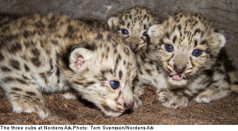Snow leopard triplets are zoo's latest marvel