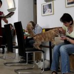 Animal rights groups slam Paris ‘cat café’ plan