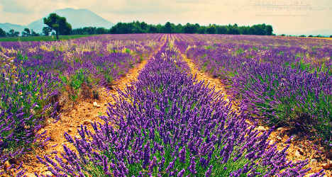 EU allergy laws target French lavender farmers