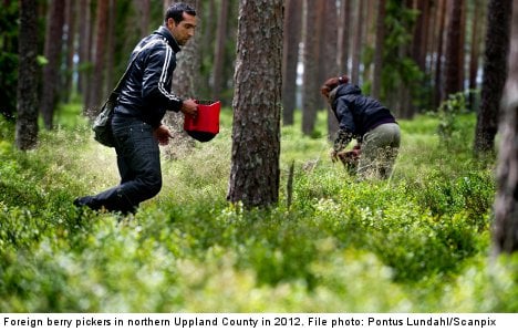 Buyers to monitor well-being of berry pickers