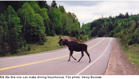 Elk or moose?