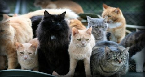 Stray cat hunting ban rejected by Swiss MPs