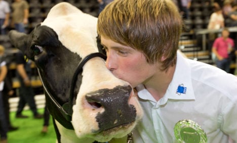 Udderly charming: cow beauty contest