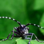 Swiss wage war on Asian long-horned beetle