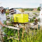 Oslo abuzz with new urban beehives