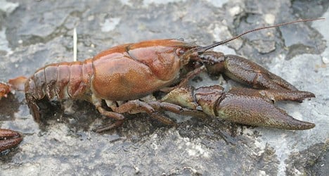 Crayfish plague leads to Swiss fishing ban