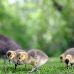 Problem geese deposits frustrate German mayor