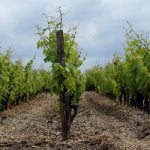 Burgundy vineyards face ‘catastrophe’ after storms
