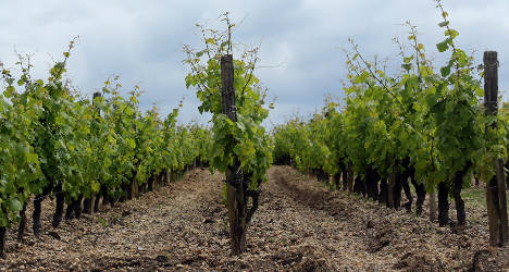 Burgundy vineyards face ‘catastrophe’ after storms