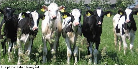 Cows deployed in mosquito plague fight