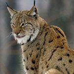 Bern OKs shooting of sheep-eating lynx