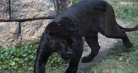 ‘Black panthers’ spotted on the French Riviera