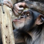 Spanish scientist reveals memory power of apes