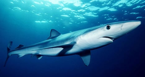 Shark attack fears close Catalan beaches