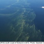 Algal blooms appear in southern Baltic Sea