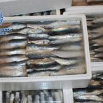 In late June, Spanish police arrested 14 people in Marbella and Puerto de Santa María (Cádiz) for smuggling 900kg of hashish hidden in frozen sardines. Very fishy indeed.Photo: Policía Nacional