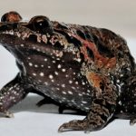 ‘Extinct’ frog hops back to life