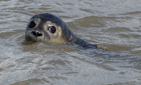 Rescued seal pups swim to freedom - pics
