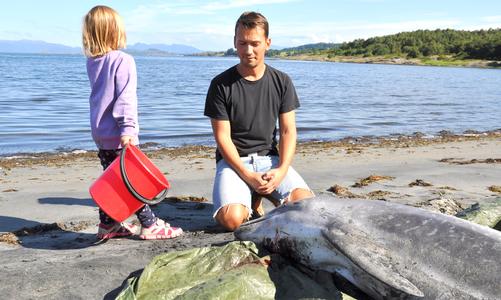 Mystery dolphin deaths hit Norway