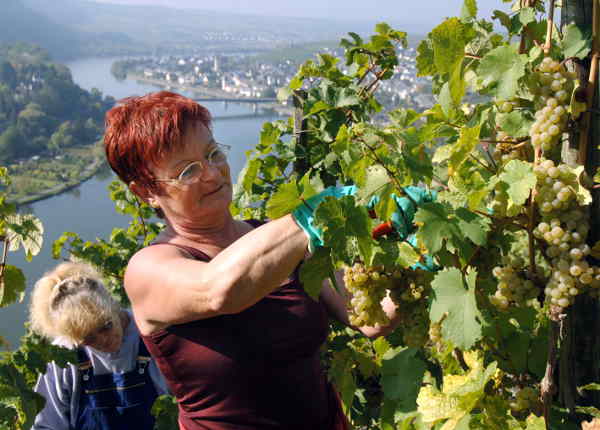 <b>Vineyard:</b> Love wine? Working on a vineyard will let you spend your days outdoors and find out how wine is made. Germany’s vineyards are located around the Mosel and Rhine rivers. Photo: DPA