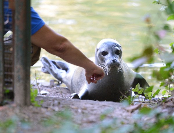 Zola the two-year-old seal continues to refuse to return to her enclosure which she escaped from three weeks ago. She is hanging out in Karlsruhe zoo's swan lake. Photo: DPA