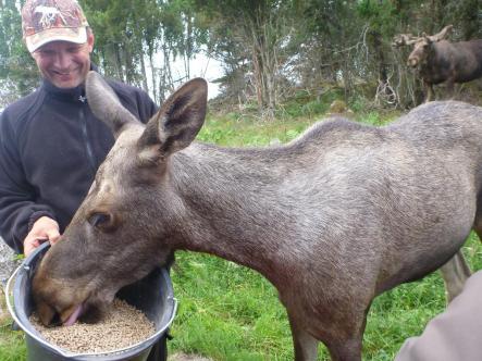 'Moose man' Leif Lindh feeds a young elkPhoto: Oliver Gee