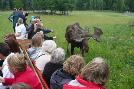 Visitors get close during the Moose SafariPhoto: Oliver Gee
