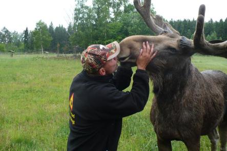 Lindh shares a smooch with an elk in the park.Photo: Oliver Gee