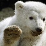 Hopes for a new Knut as Berlin polar bear arrives
