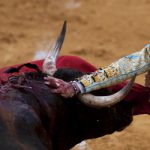 ‘Dizzy’ bullfighter fined for refusing to kill