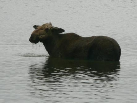 An elk takes a swimPhoto: Flickr/Kitty Terwolbeck