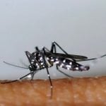 Authorities act to stop spread of tiger mosquito