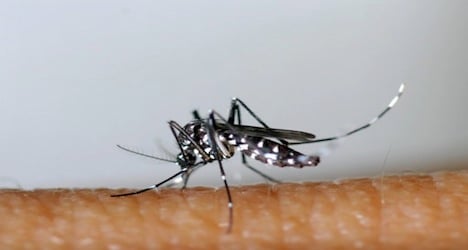 Authorities act to stop spread of tiger mosquito