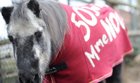 World's oldest Shetland pony dies in Berlin