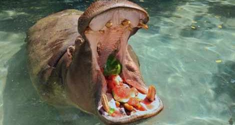 Rome zoo animals get ‘fruity’ holiday treat