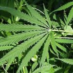 Albanian police seize Italy-bound cannabis haul