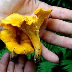 Rain saves Norway’s mushroom season
