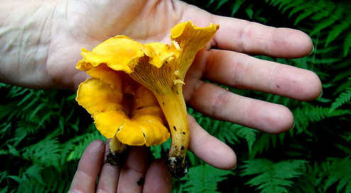 Rain saves Norway's mushroom season