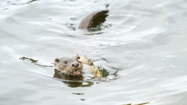 Ouch! Crab grabs otter by the eyebrow