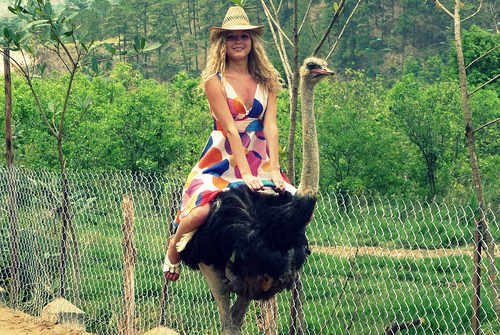 Norway celeb in high speed fall from ostrich