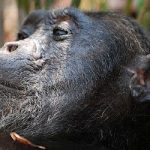 Spain’s blind chimp has cataract surgery