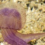Jellyfish plague stings Spain’s beachgoers