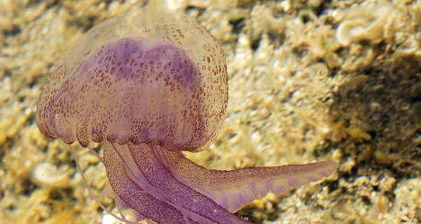Jellyfish plague stings Spain’s beachgoers