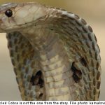 Cobra bite victim allowed to keep 40 snakes