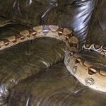 Norwegians keep 35,000 illegal snakes