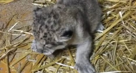 Endangered lion cub born at French zoo