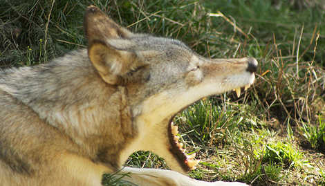 Wolf filmed in Oslo forest