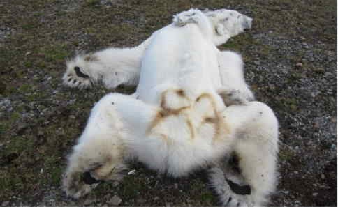 Norwegian polar bear found starved to death